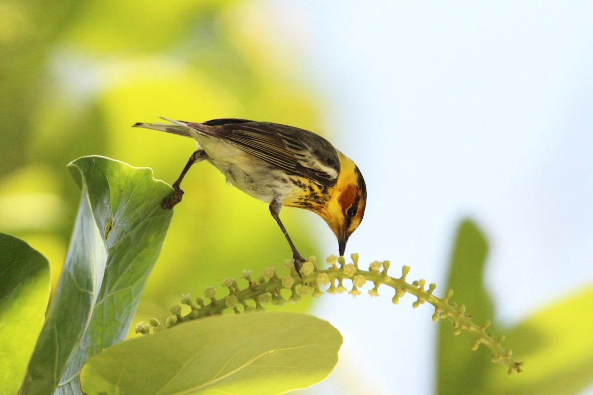 Cape May Warbler - ML618261657