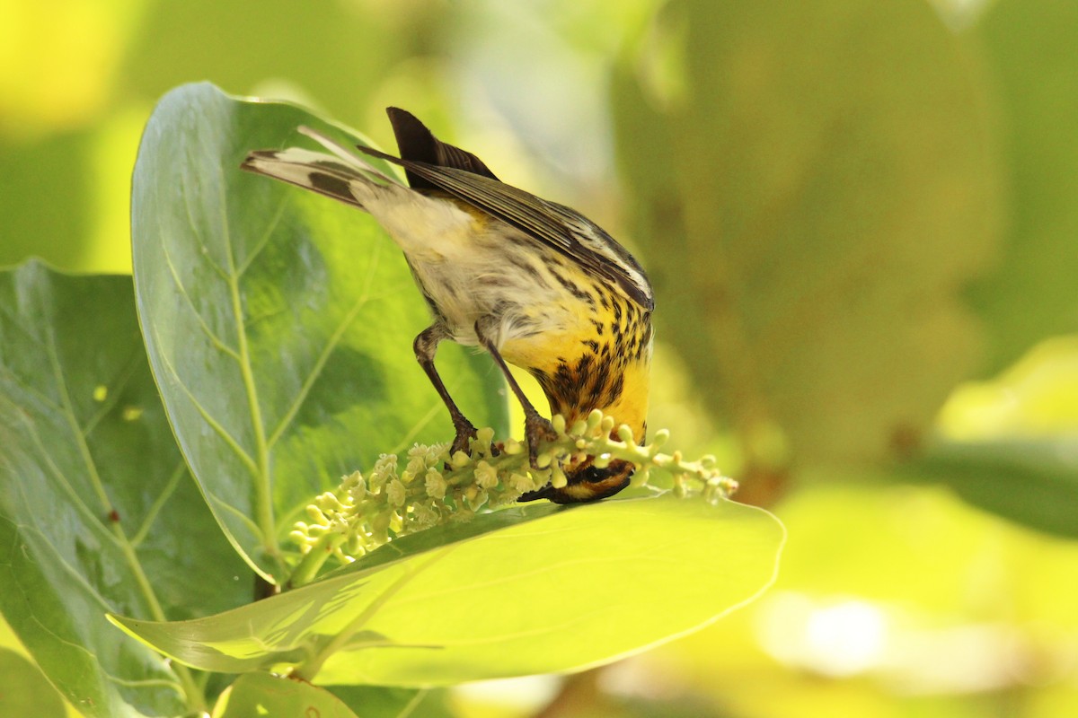 Cape May Warbler - ML618261665