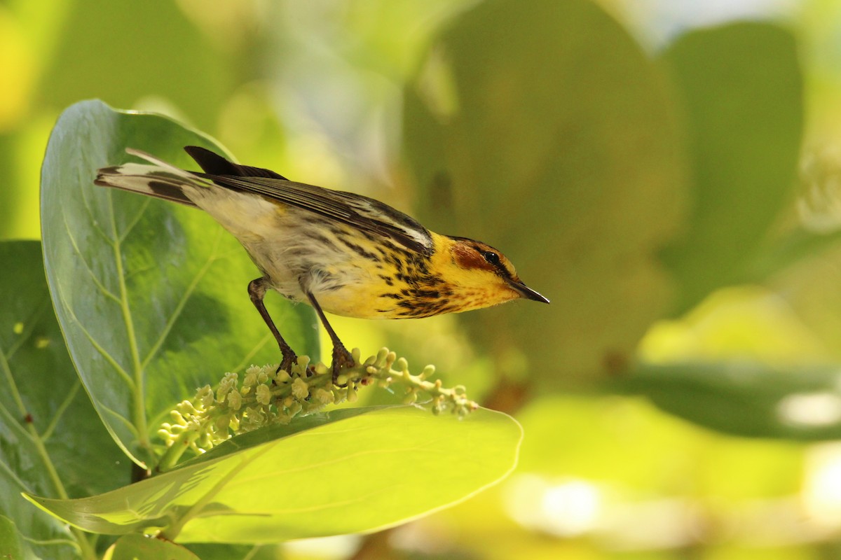 Cape May Warbler - ML618261679