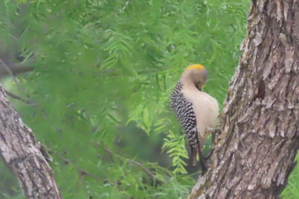 Golden-fronted Woodpecker - ML618261681