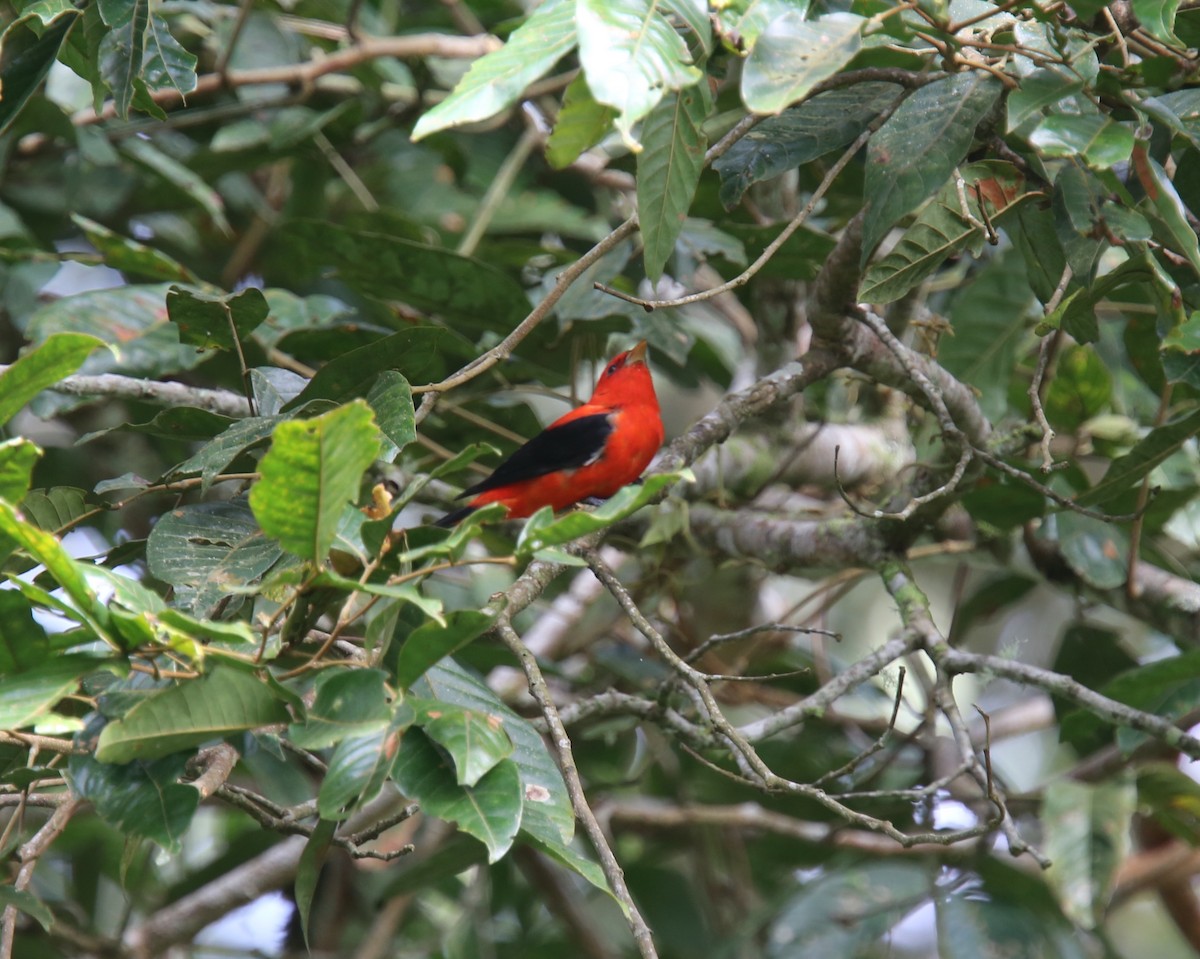 Scarlet Tanager - ML618261693