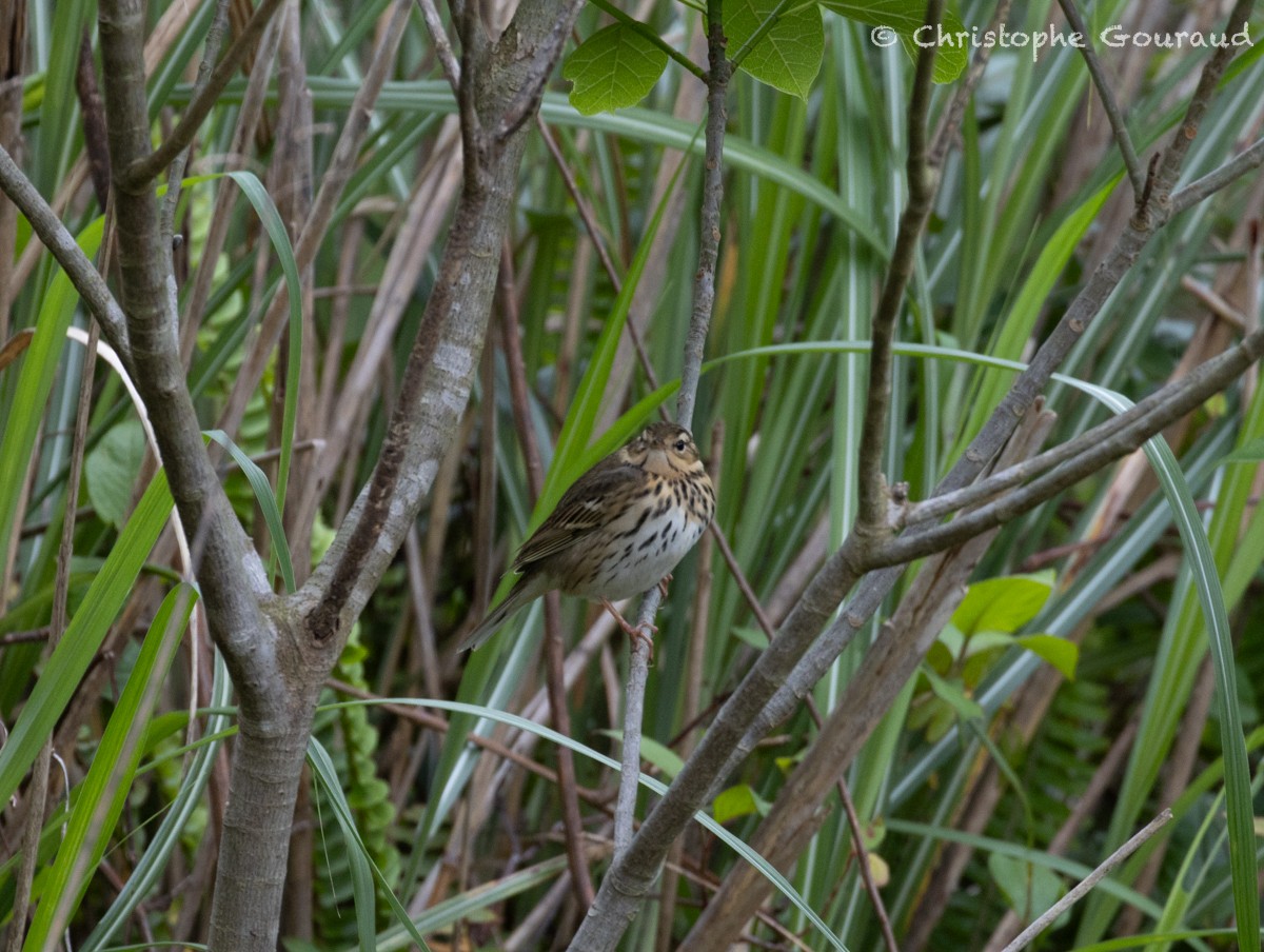 Olive-backed Pipit - ML618261704