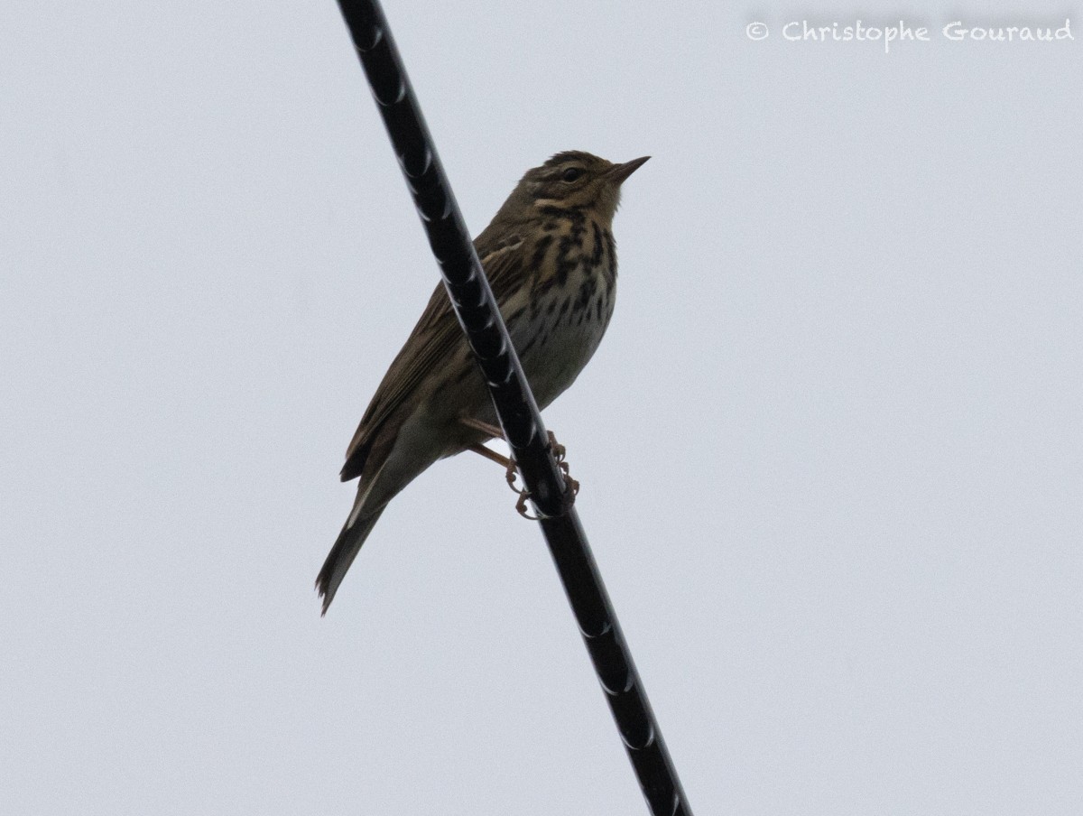 Olive-backed Pipit - ML618261705