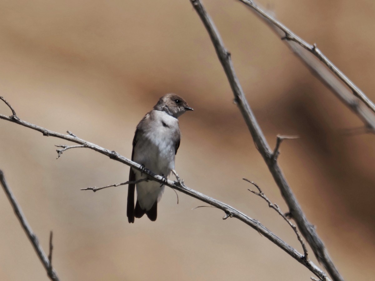 Northern Rough-winged Swallow - Gjon Hazard