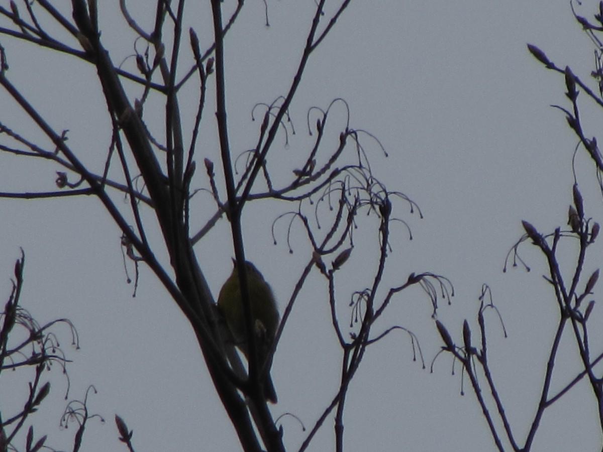 eBird Checklist 1 May 2024 Danby Pond Danby (56 acres) 29 species