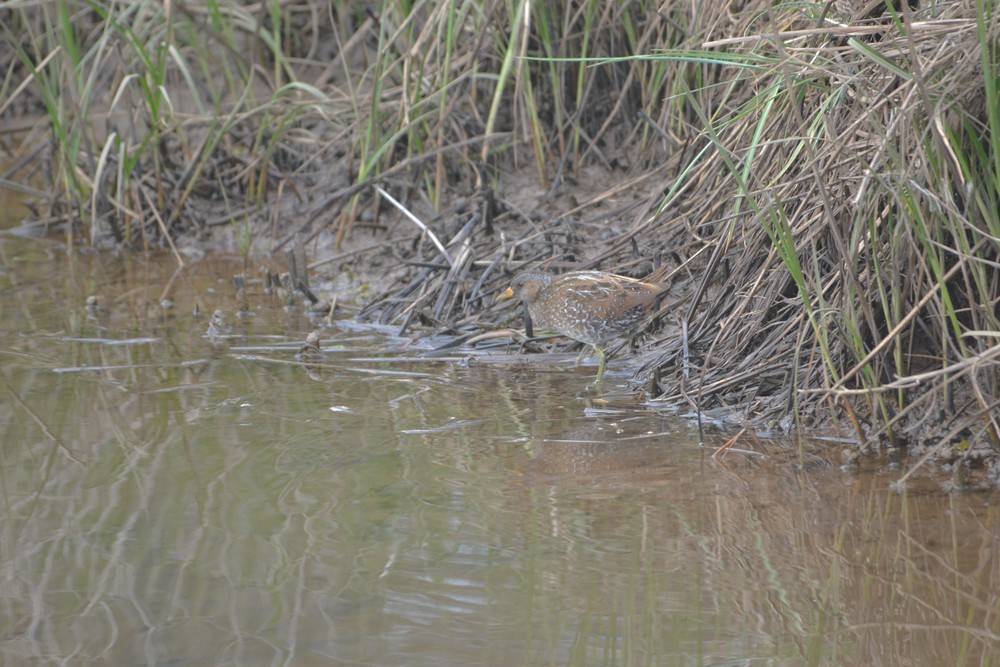 Spotted Crake - ML618261725