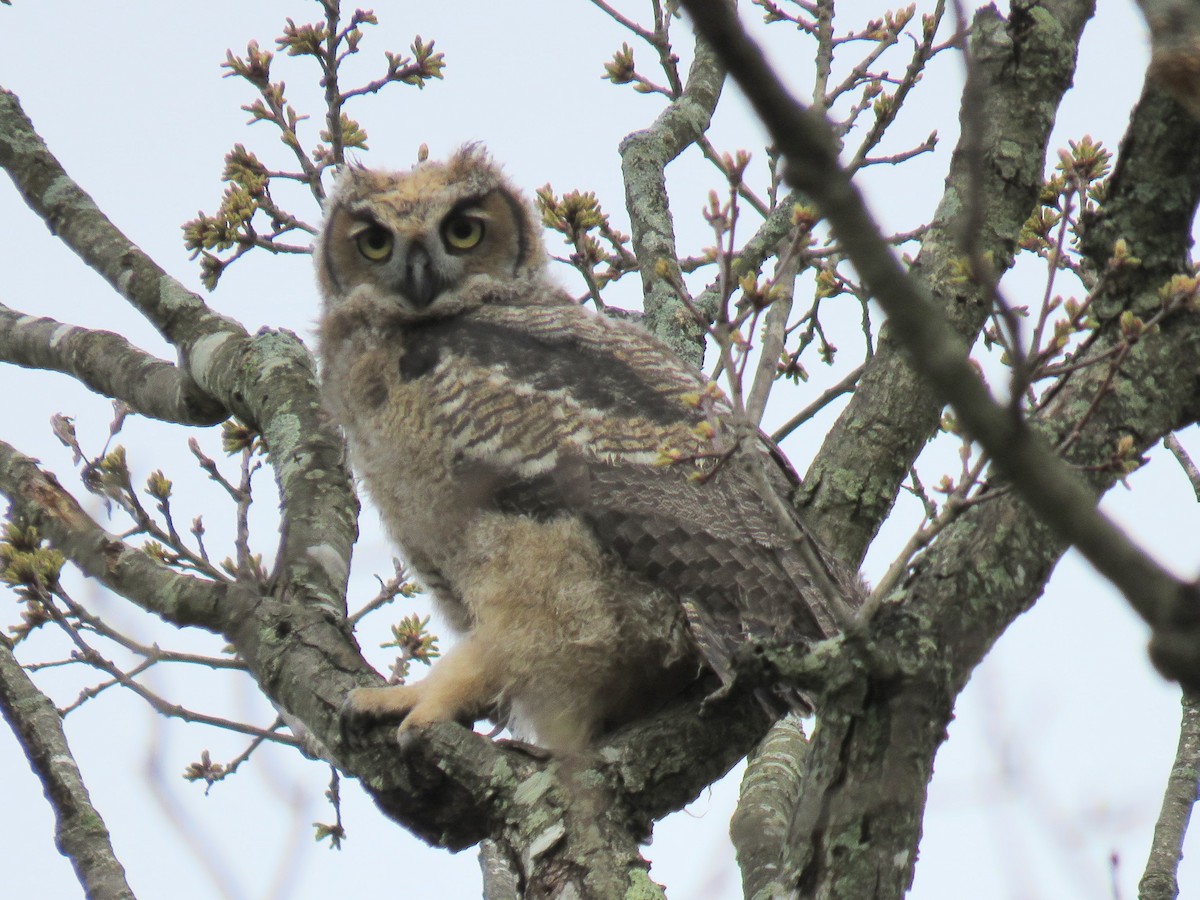 Great Horned Owl - William Noble