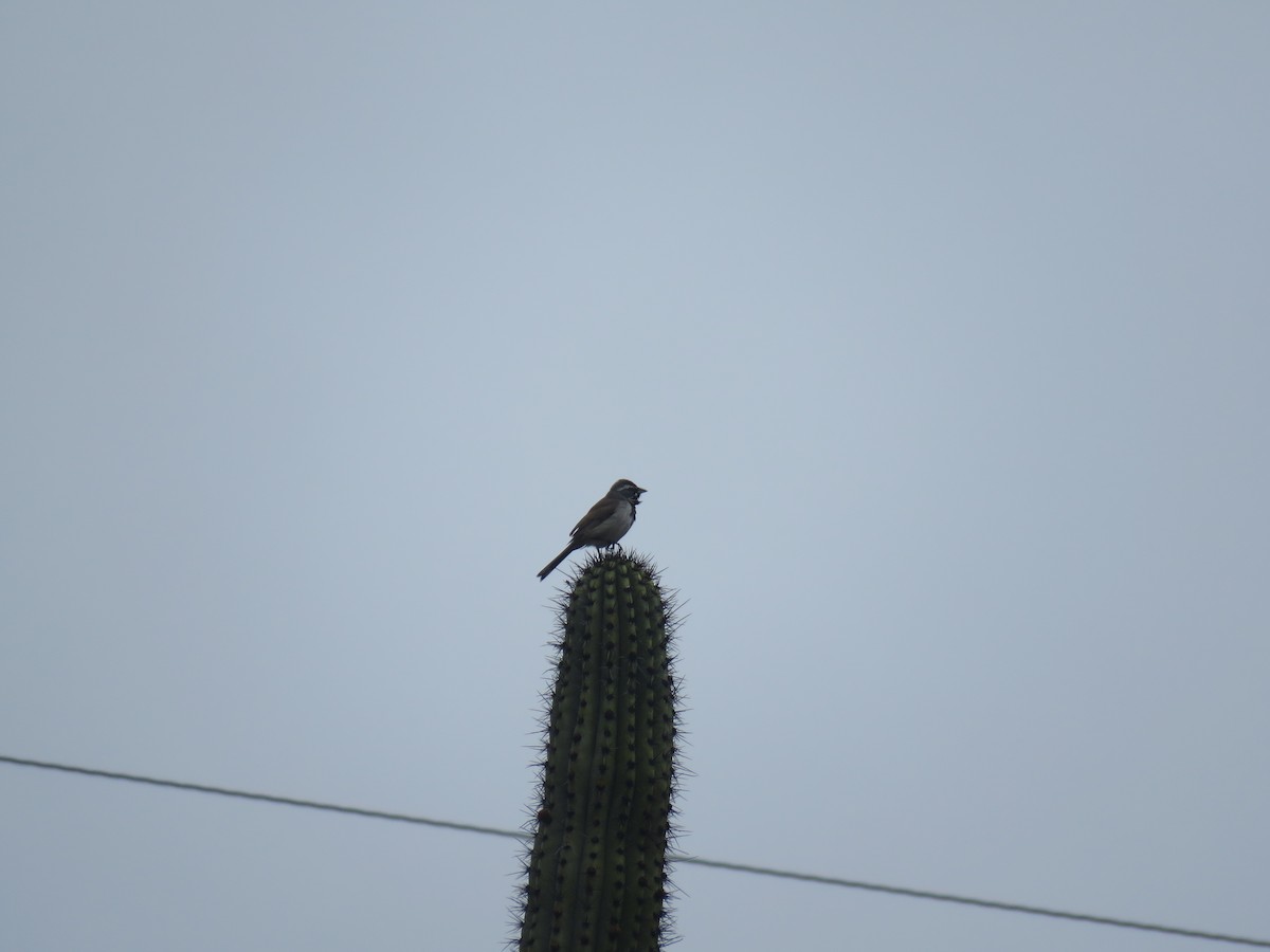 Black-throated Sparrow - ML618261762