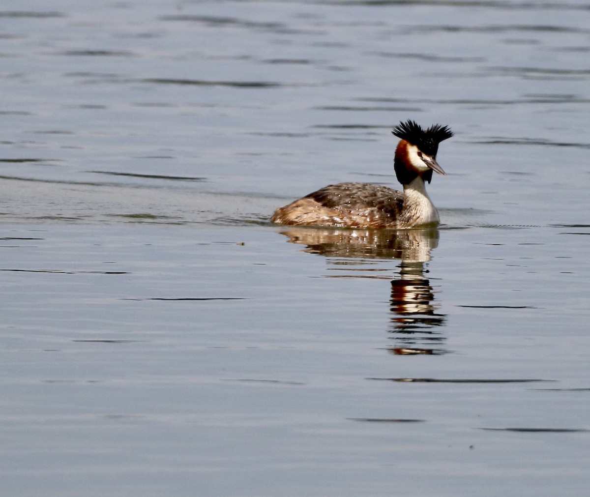 Great Crested Grebe - ML618261779