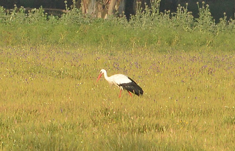 White Stork - ML618261817