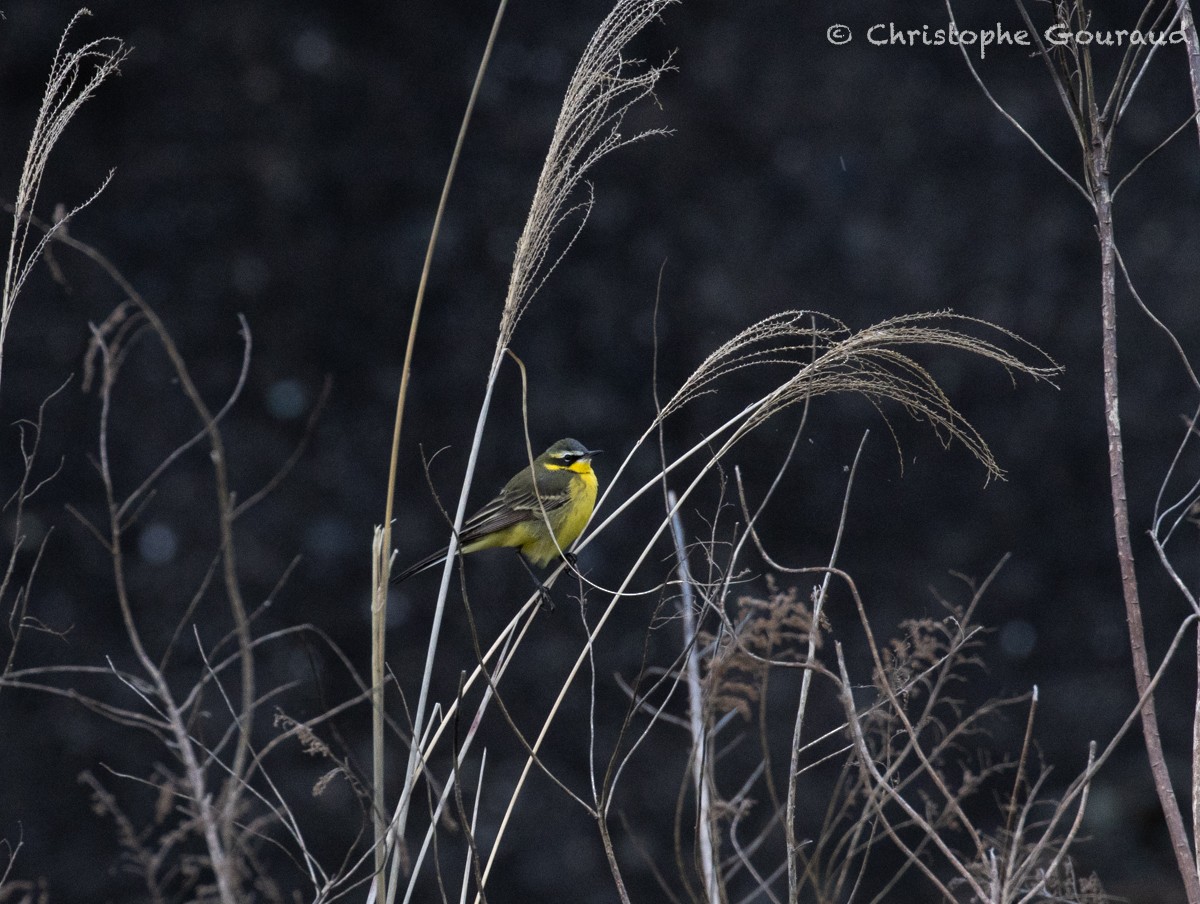 Eastern Yellow Wagtail - Christophe Gouraud