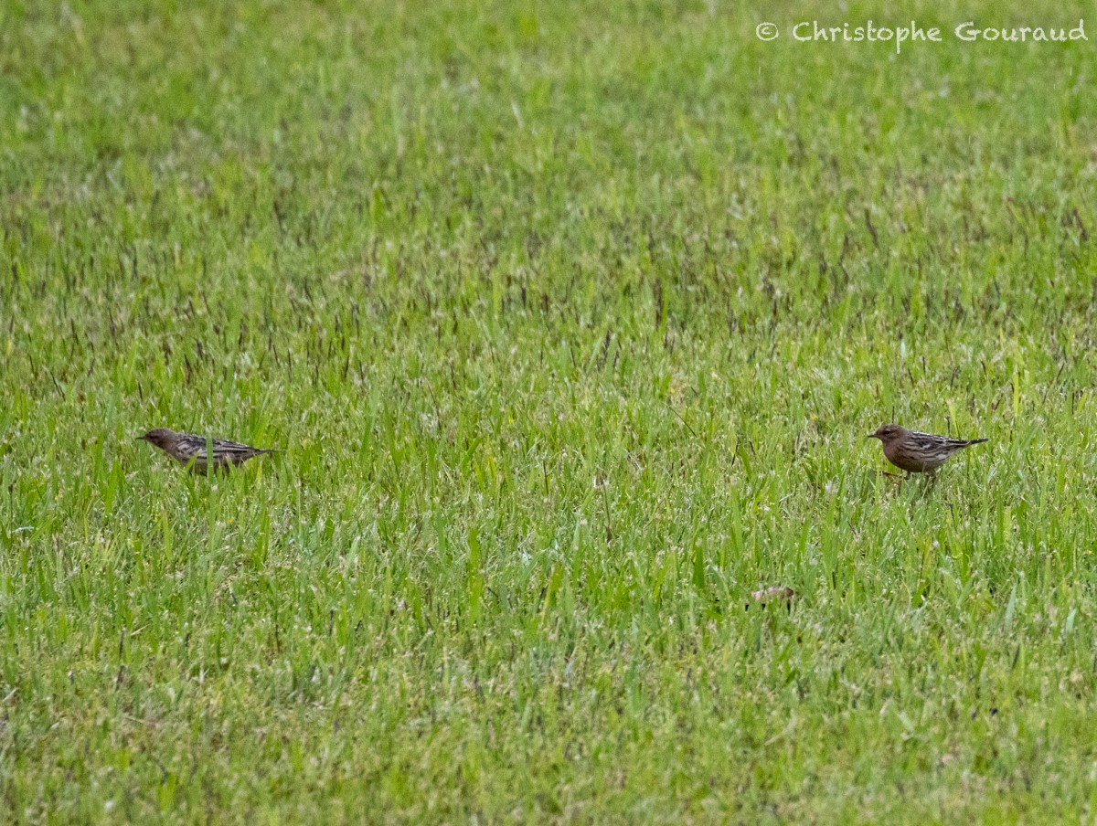 Red-throated Pipit - ML618261860