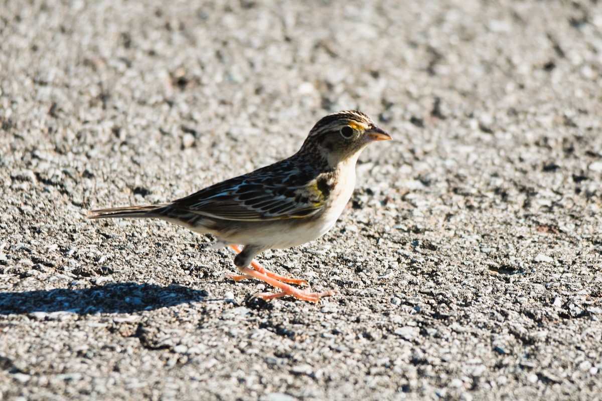 Grasshopper Sparrow - ML618261898