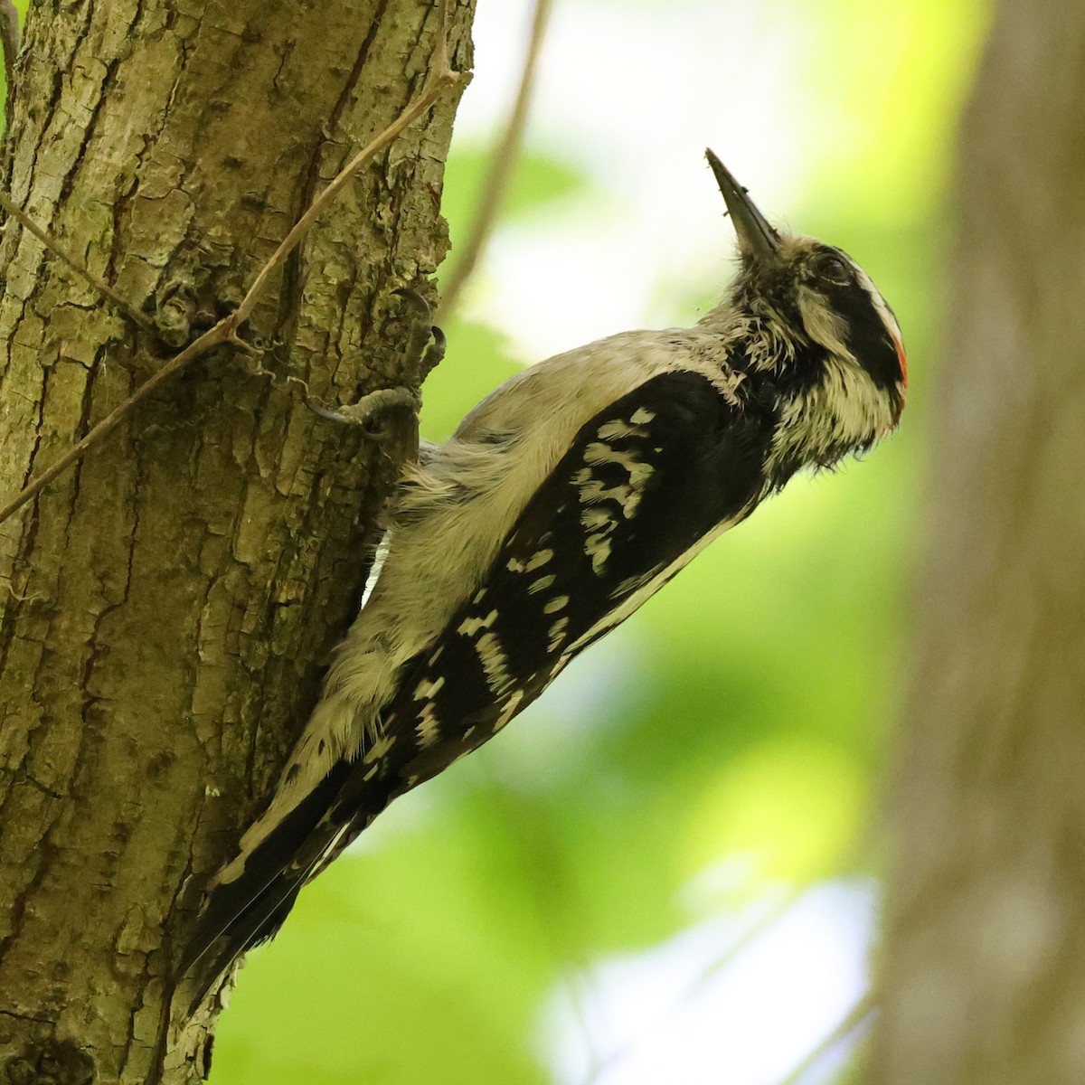 Downy Woodpecker - ML618261910