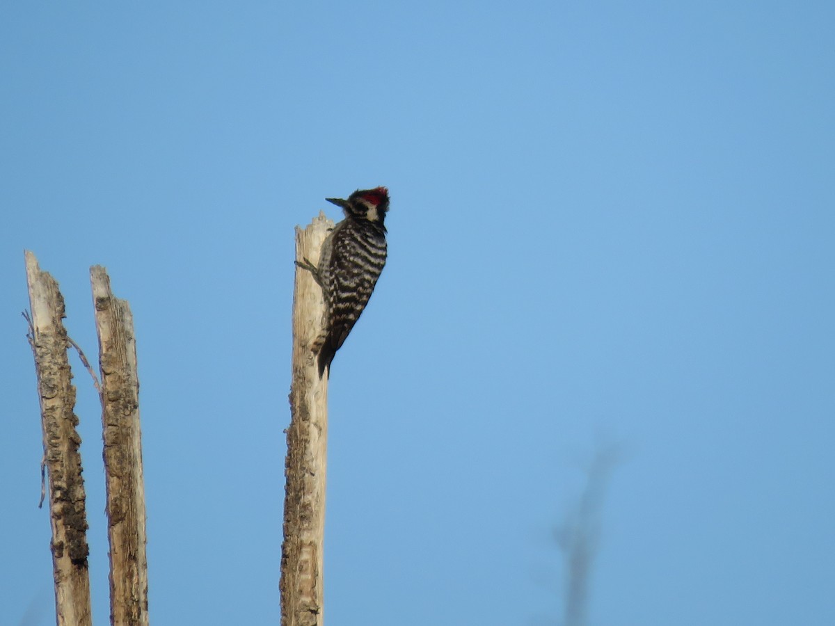 Ladder-backed Woodpecker - Brian Hofstetter