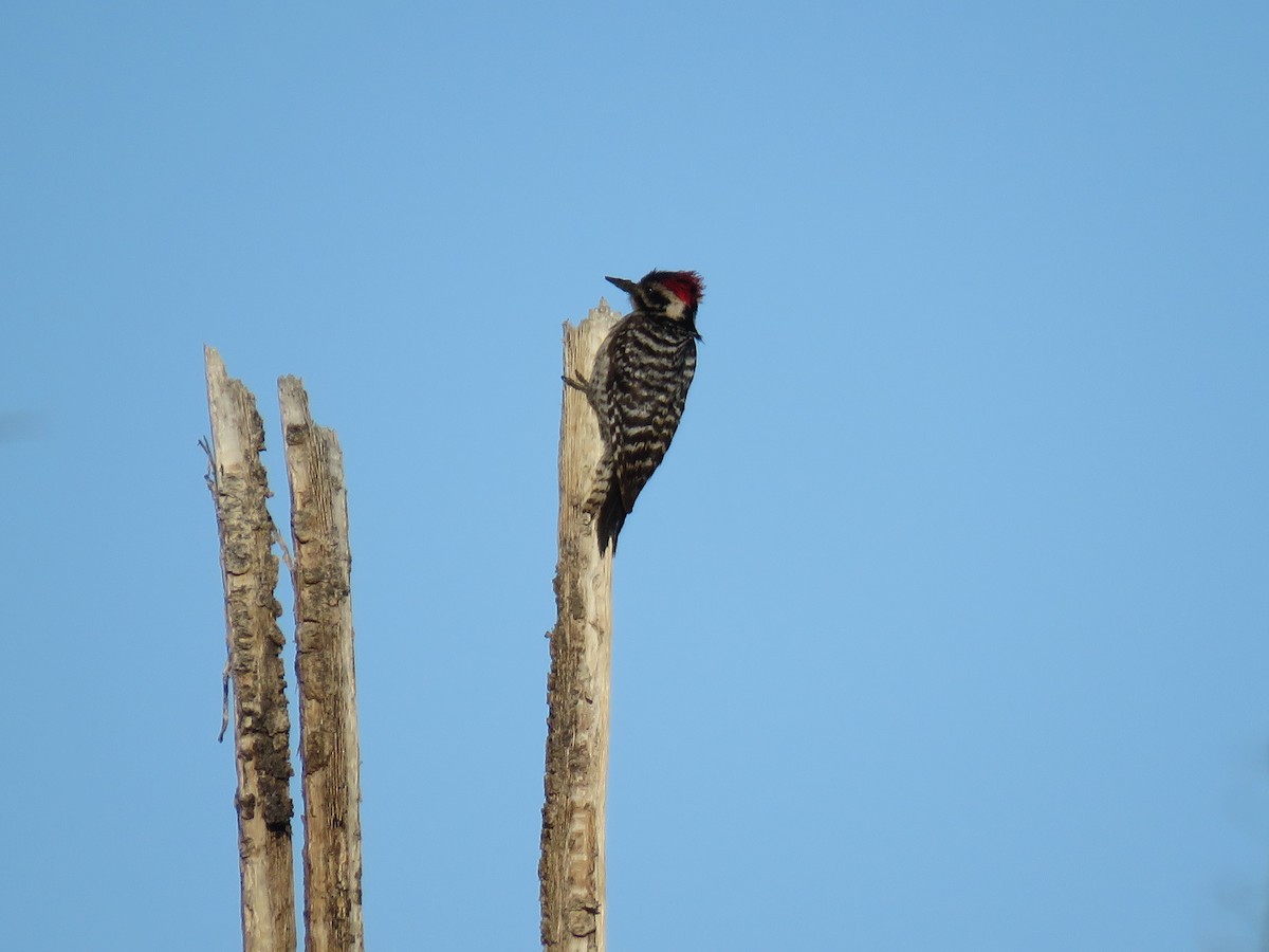Ladder-backed Woodpecker - Brian Hofstetter