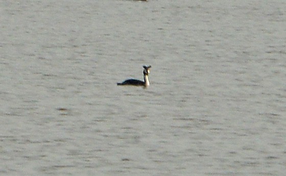 Great Crested Grebe - ML618261939