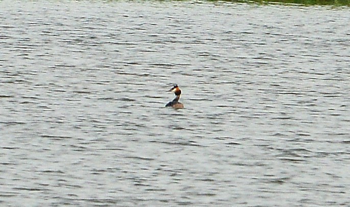 Great Crested Grebe - ML618261940