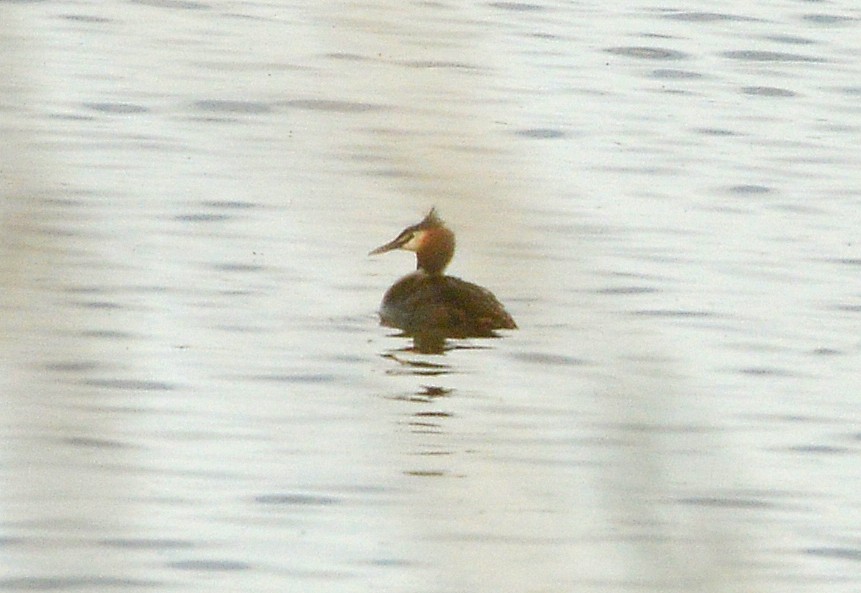 Great Crested Grebe - ML618261941