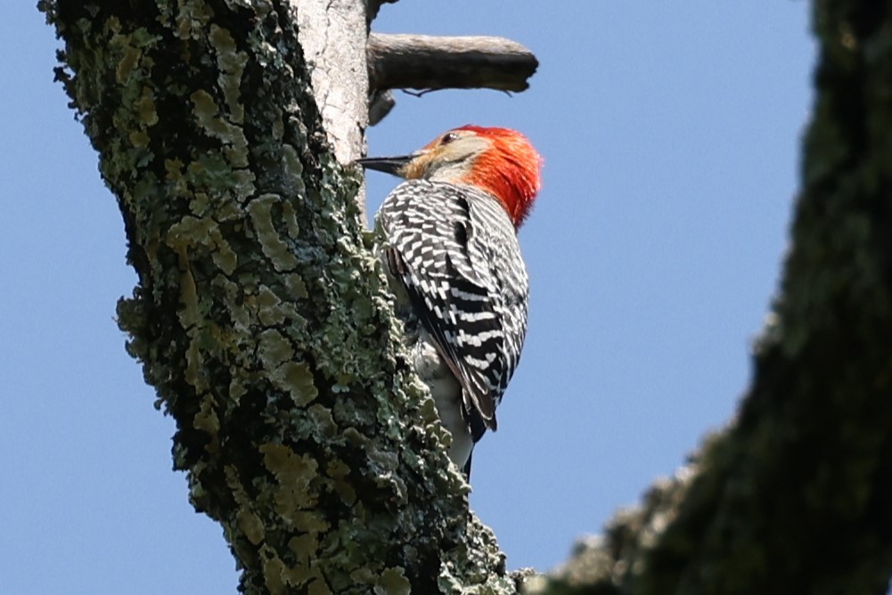 Red-bellied Woodpecker - Kathy Richardson