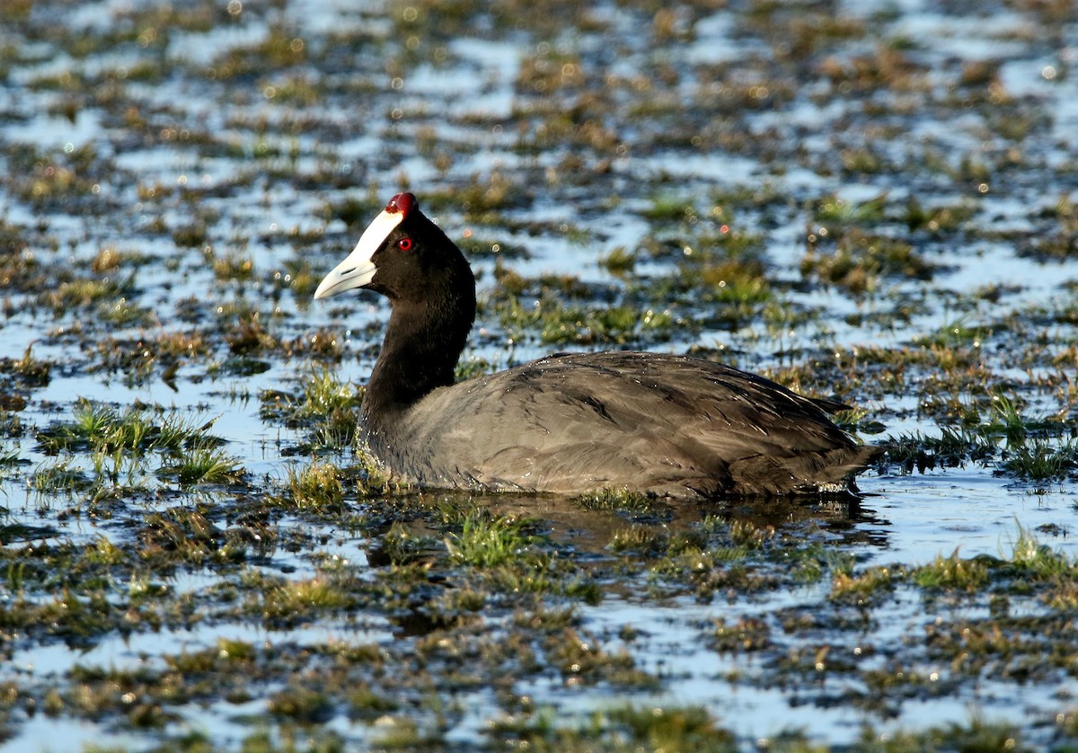 Red-knobbed Coot - ML618261947