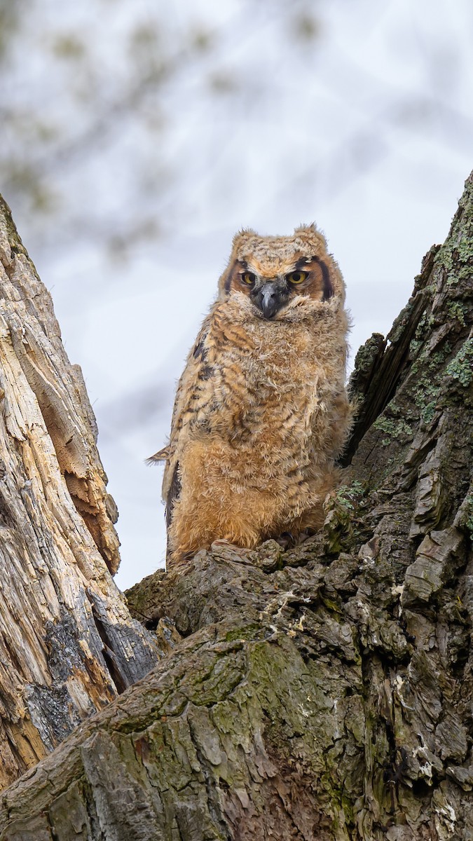Great Horned Owl - ML618261952