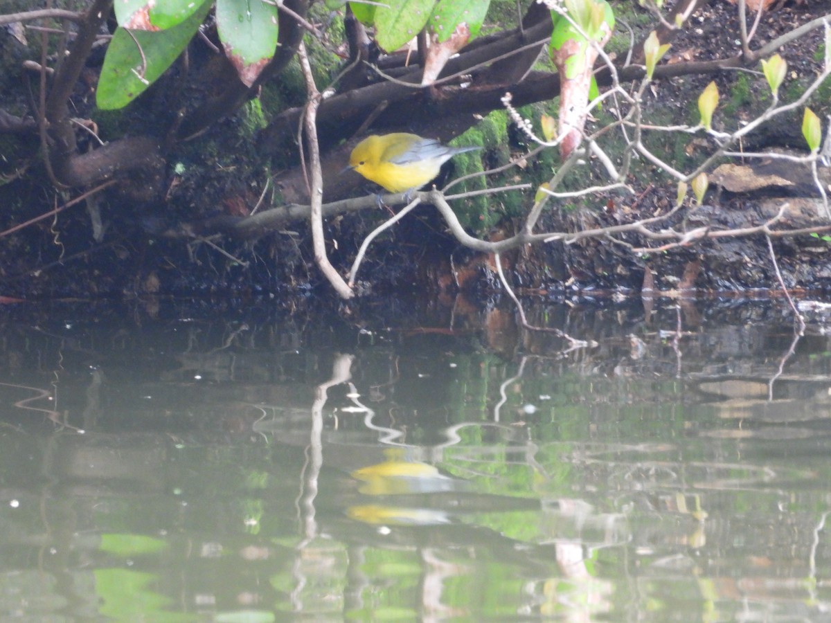Prothonotary Warbler - ML618261953