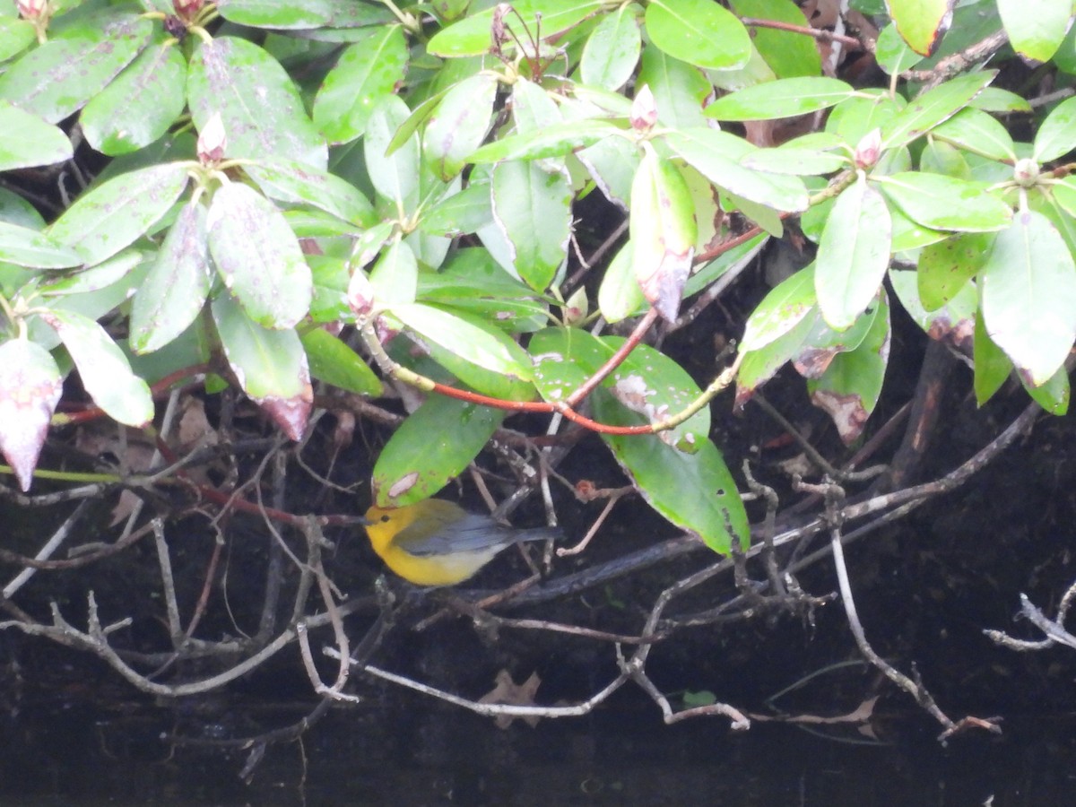 Prothonotary Warbler - ML618261954