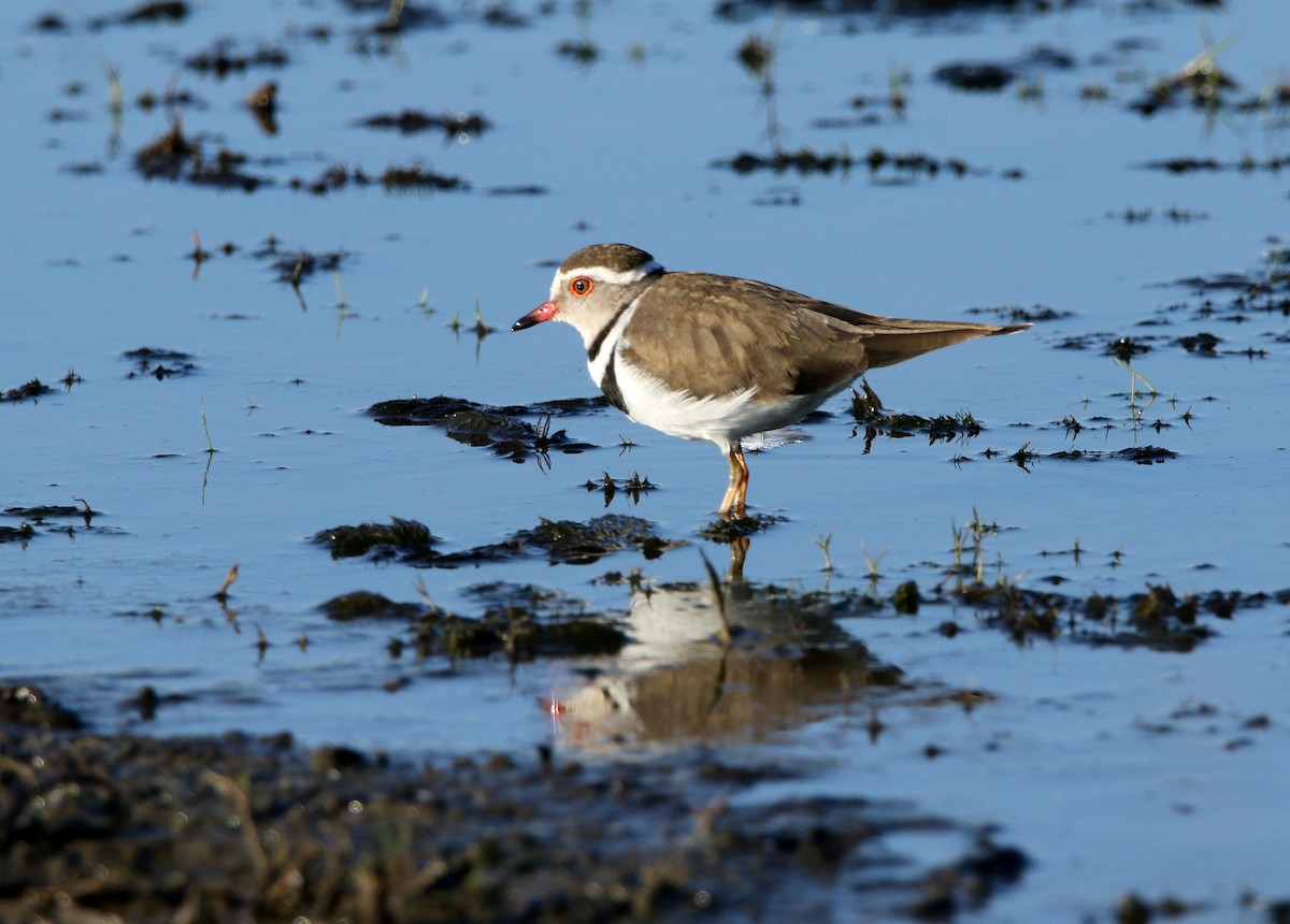 Three-banded Plover - ML618261957