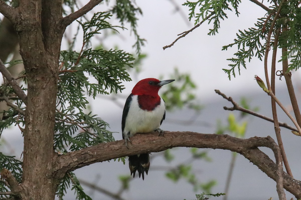 Red-headed Woodpecker - ML618262004