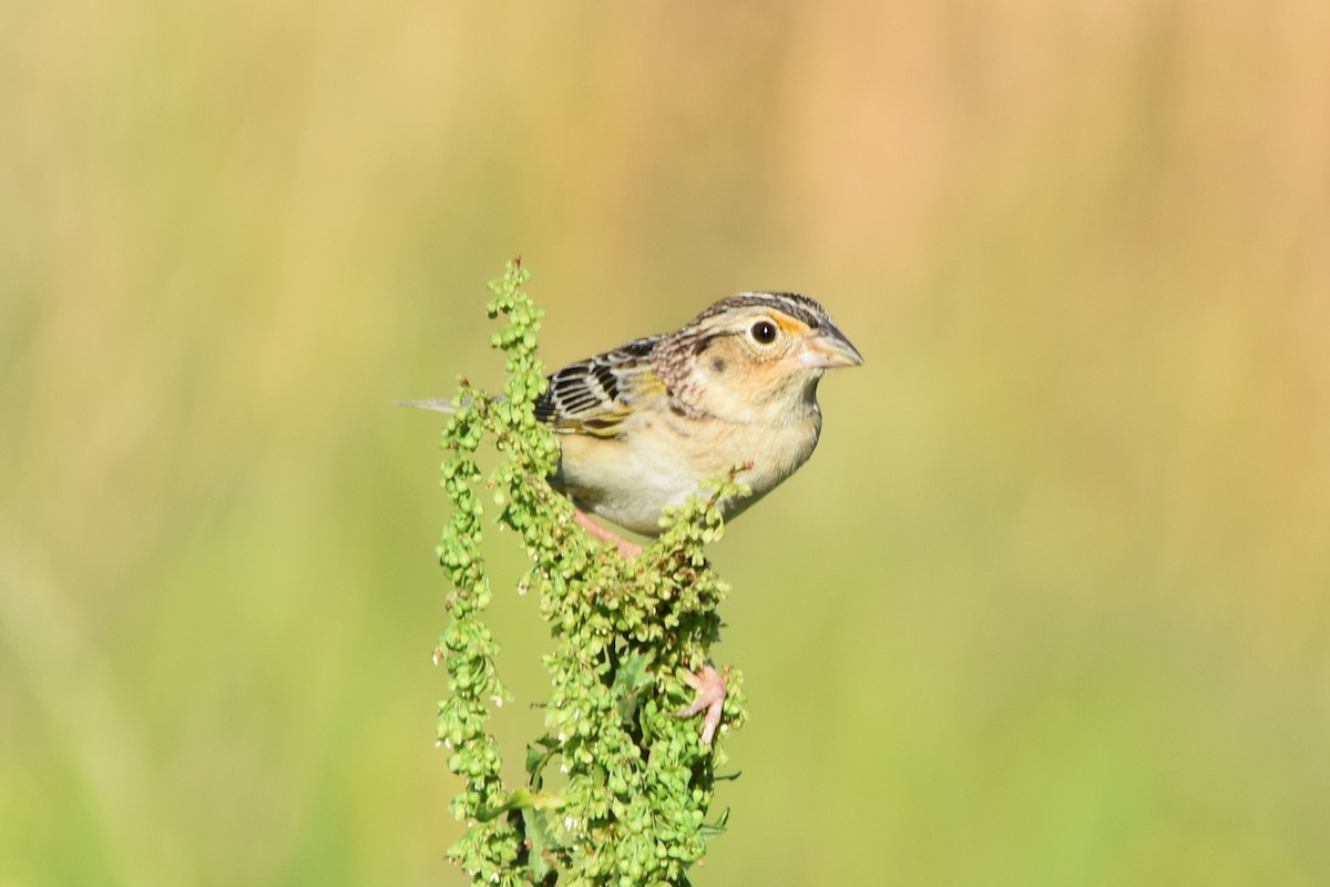 Grasshopper Sparrow - ML618262010