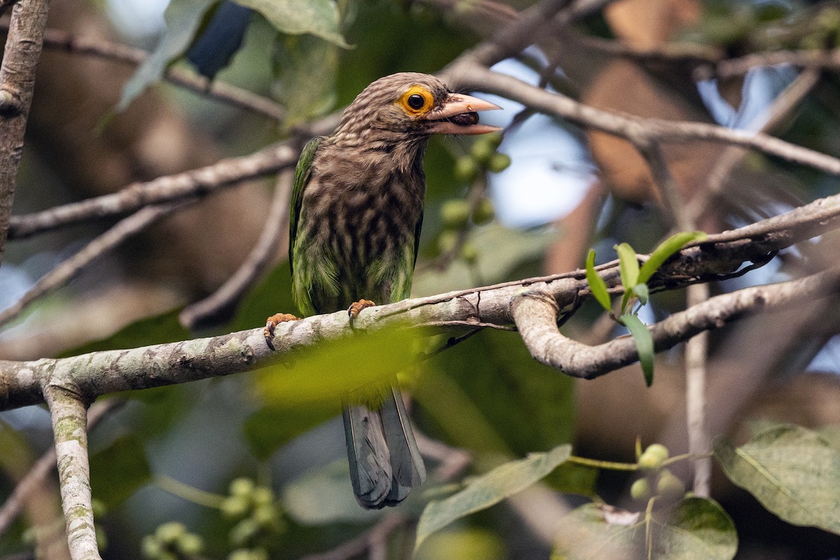 Lineated Barbet - ML618262016