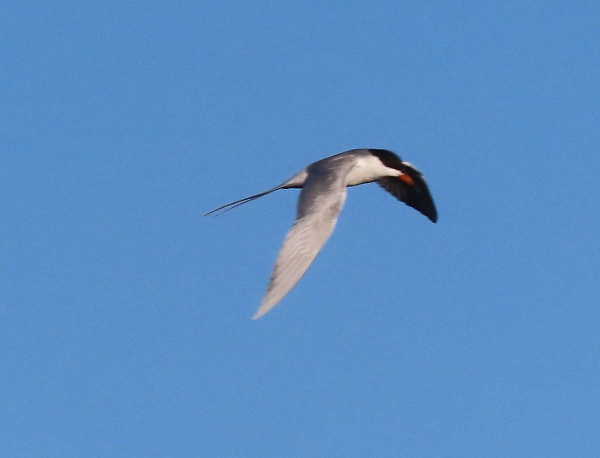 Forster's Tern - Byron Greco