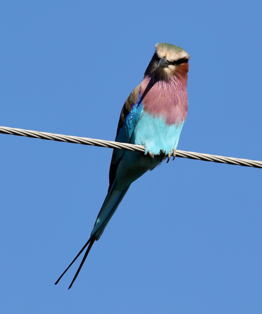 Lilac-breasted Roller - ML618262133