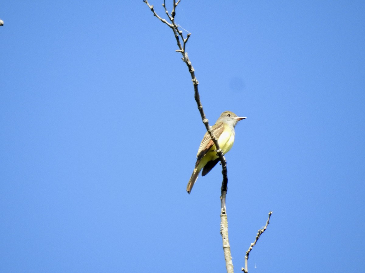 Great Crested Flycatcher - ML618262156