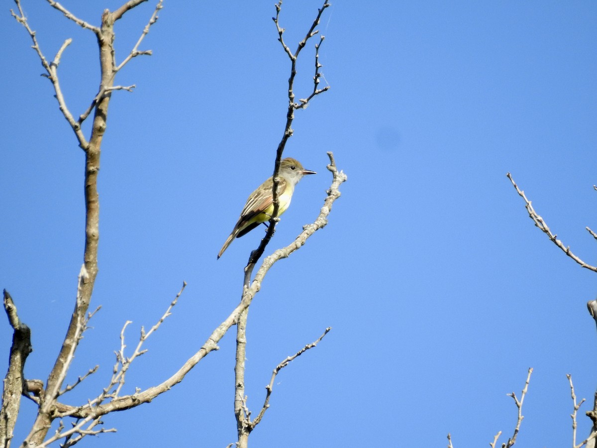 Great Crested Flycatcher - ML618262158