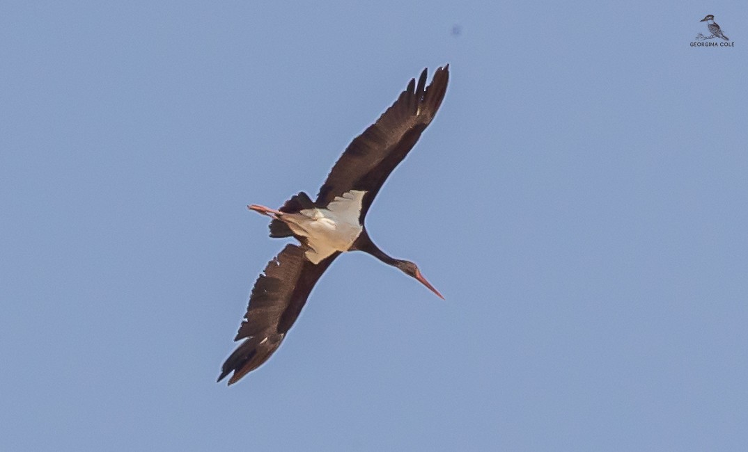 Black Stork - ML618262169