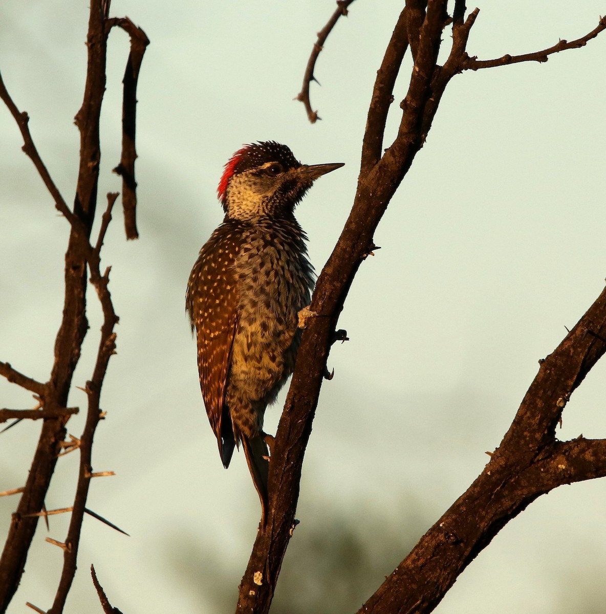 Golden-tailed Woodpecker - Paul Lenrumé