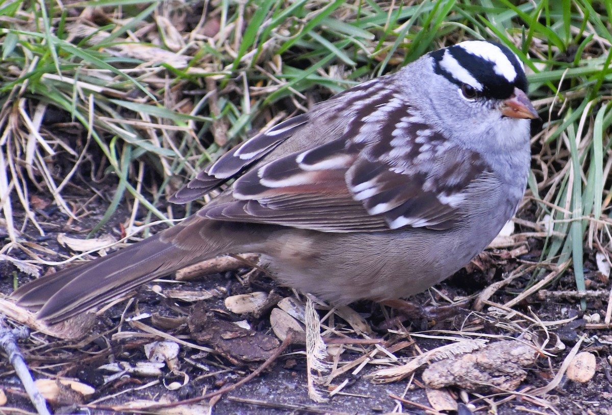 White-crowned Sparrow - kaye edmonds