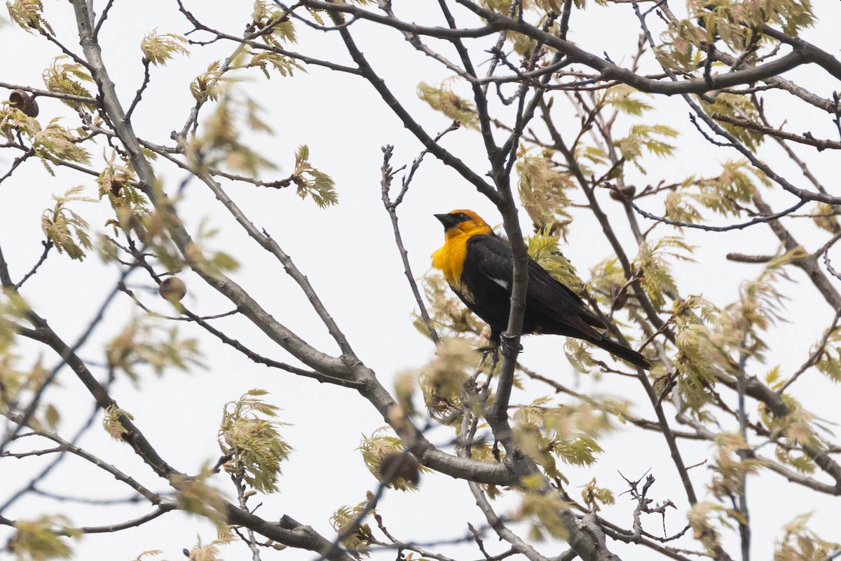 Yellow-headed Blackbird - ML618262197
