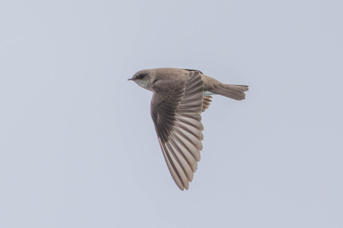 Northern Rough-winged Swallow - County Lister Brendan