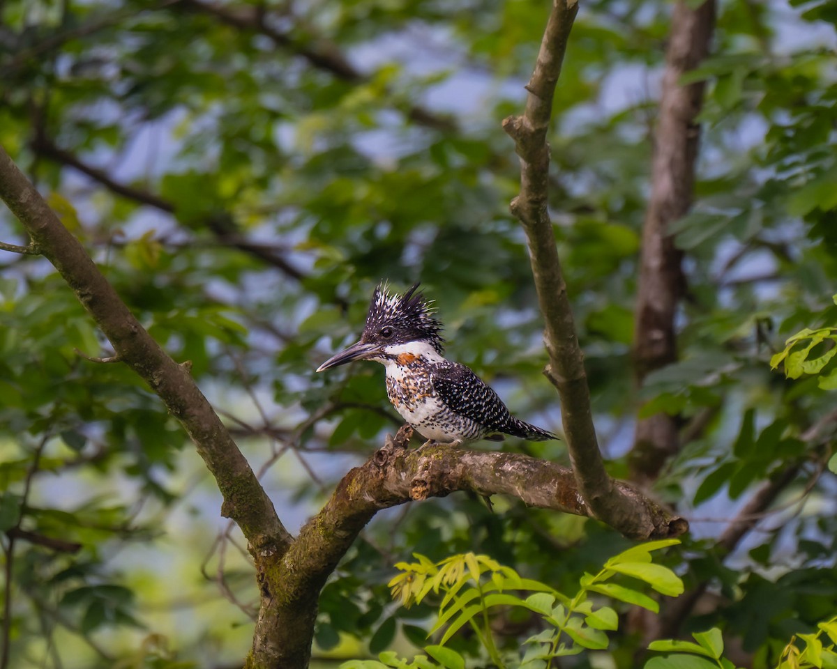 Crested Kingfisher - ML618262233