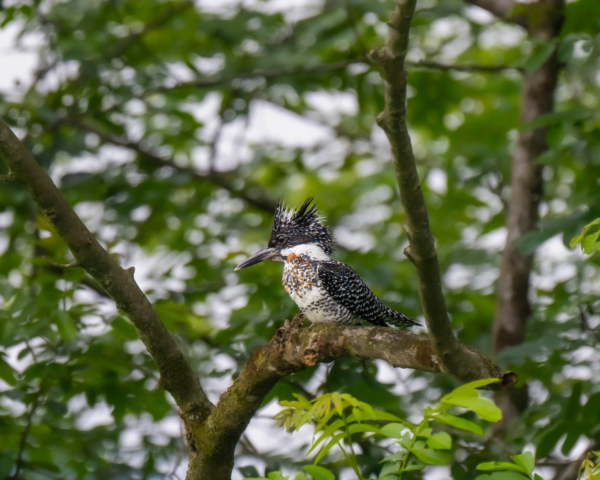 Crested Kingfisher - ML618262235