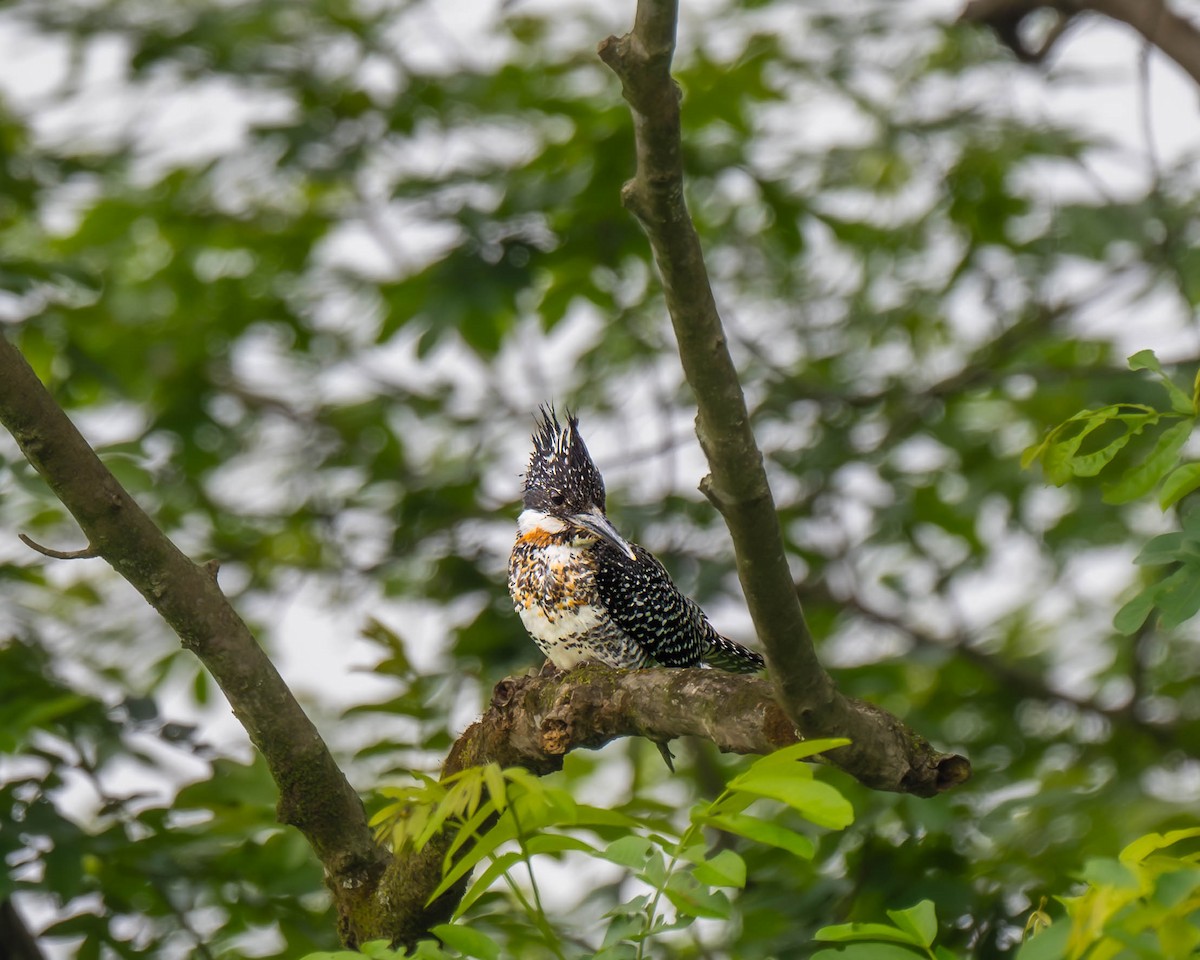 Crested Kingfisher - ML618262236