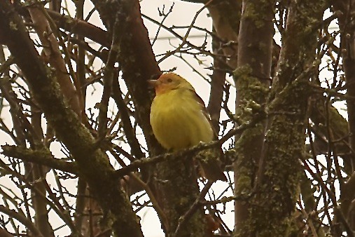 Western Tanager - ML618262237