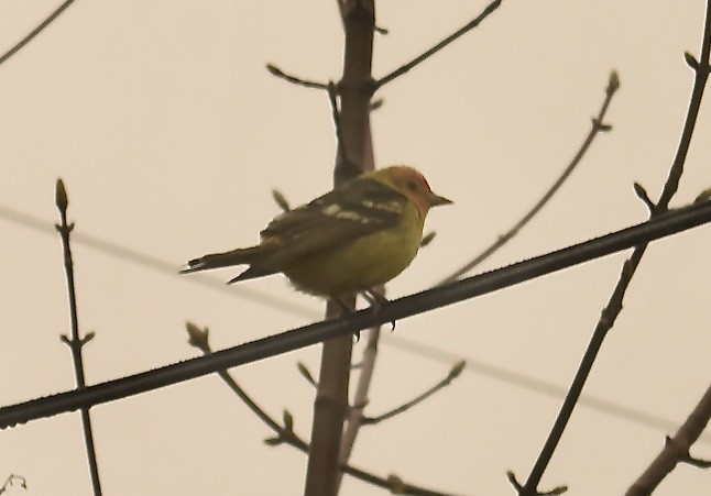 Western Tanager - ML618262243