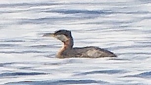 Red-necked Grebe - Dave Trochlell