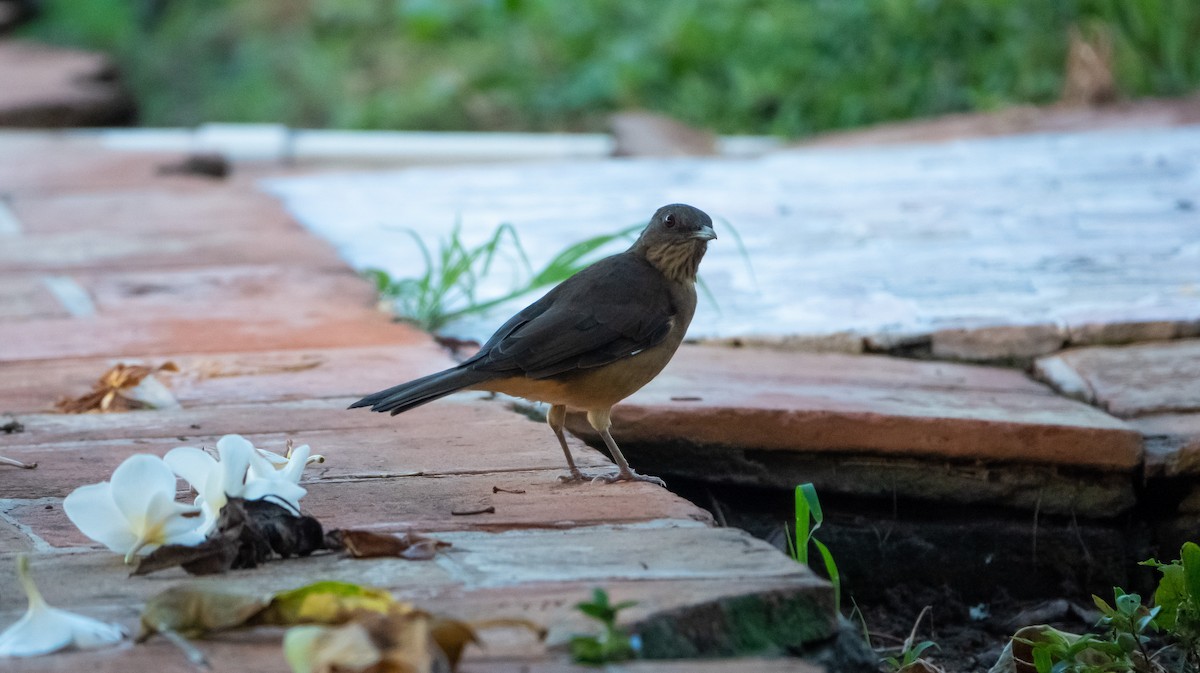 Clay-colored Thrush - Laura Voight