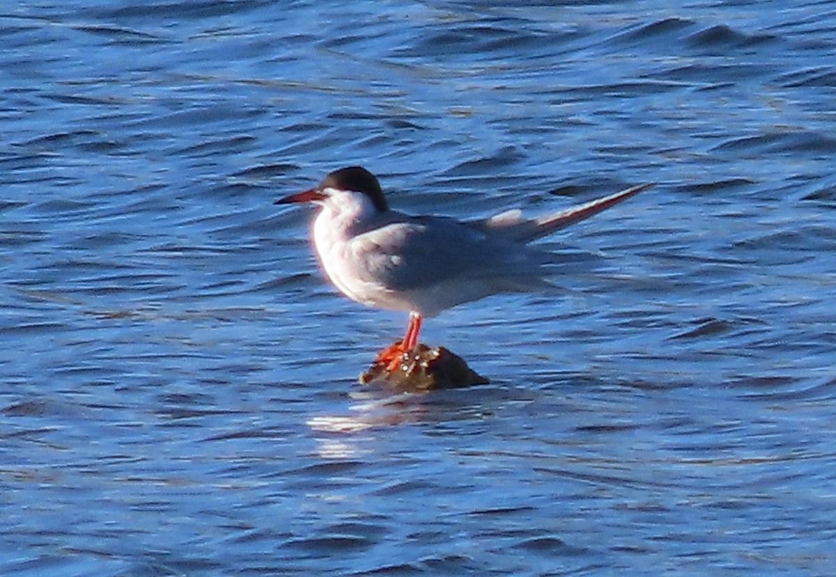 Forster's Tern - Byron Greco