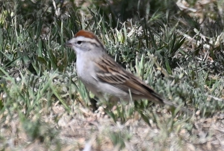 Chipping Sparrow - ML618262266